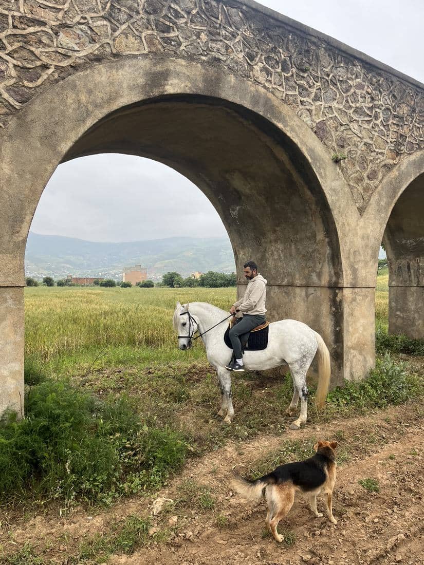 Chevaux et cavaliers dans les oliveraies et les vergers en fleur