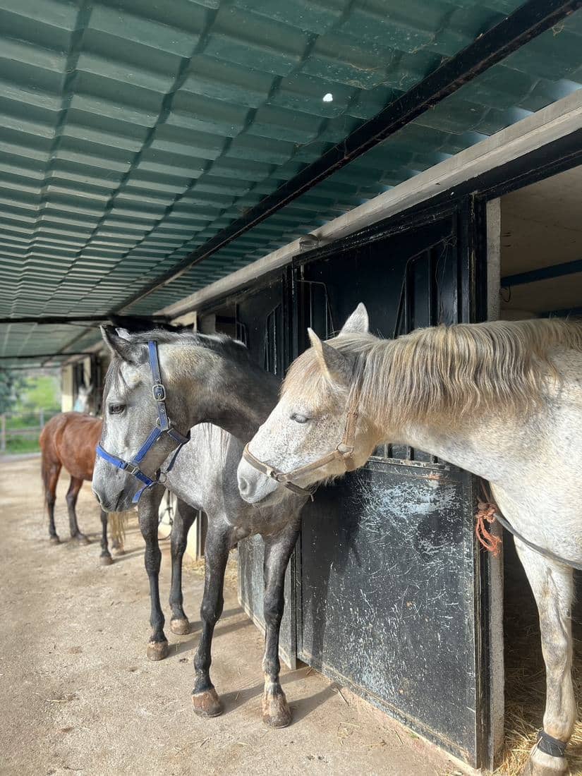 Les boxes, le paddock et les chevaux de l'écurie