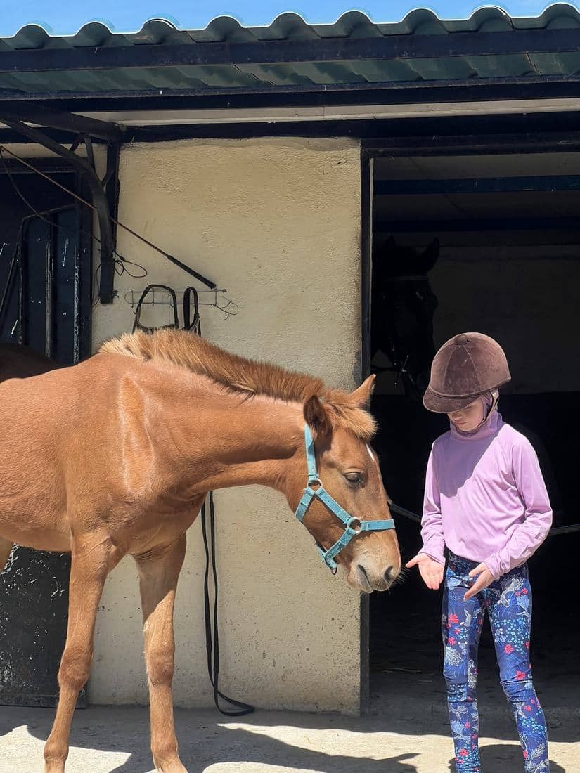 Les boxes, le paddock et les chevaux de l'écurie