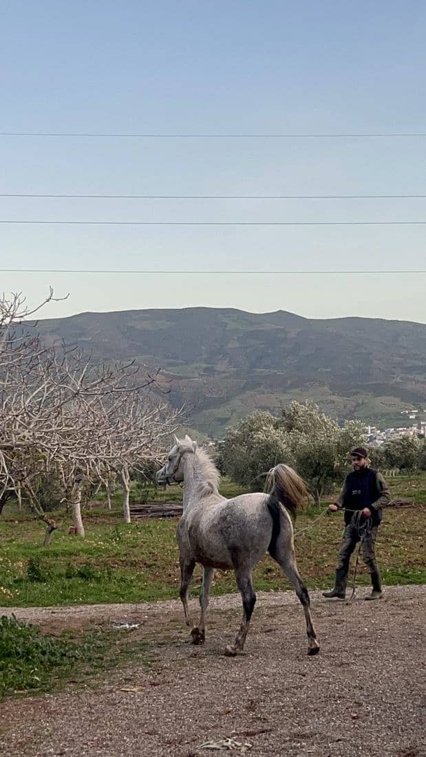 Les boxes, le paddock et les chevaux de l'écurie