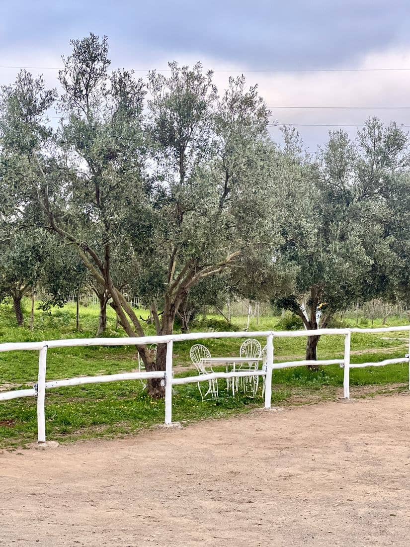 Les boxes, le paddock et les chevaux de l'écurie