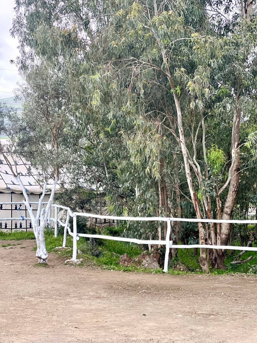 Les boxes, le paddock et les chevaux de l'écurie