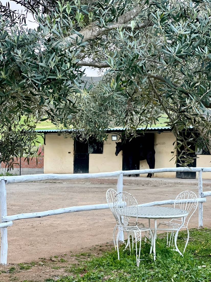 Les boxes, le paddock et les chevaux de l'écurie