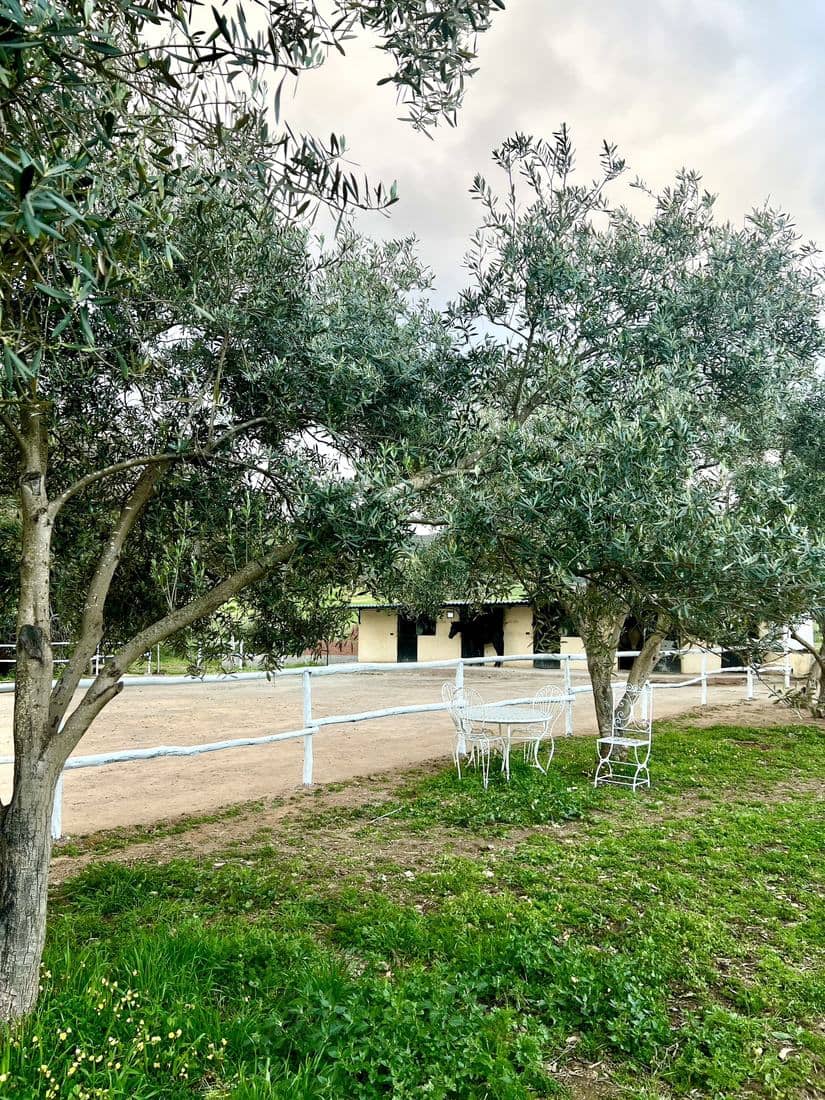Les boxes, le paddock et les chevaux de l'écurie