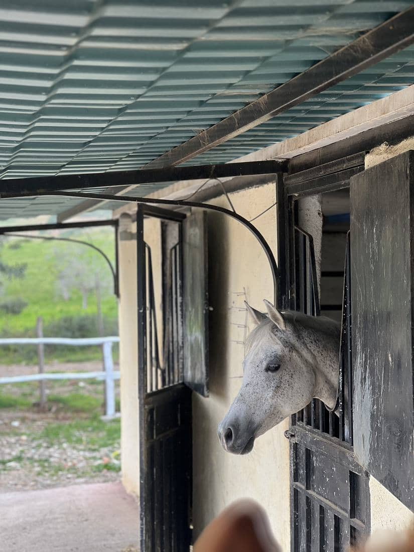 Les boxes, le paddock et les chevaux de l'écurie