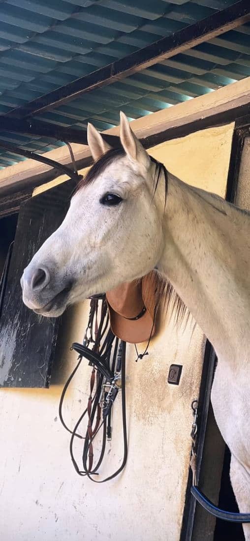 Les boxes, le paddock et les chevaux de l'écurie