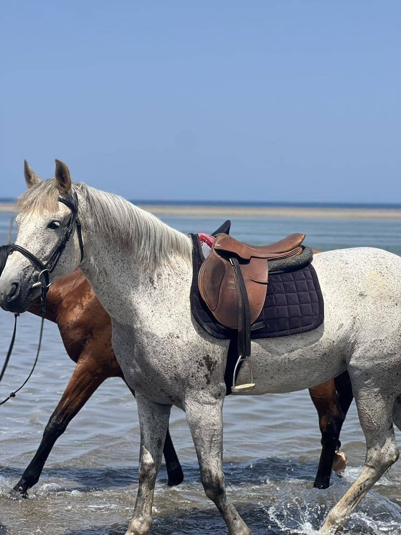 Chevaux et cavaliers sur le sable et dans l'eau de la Méditerranée
