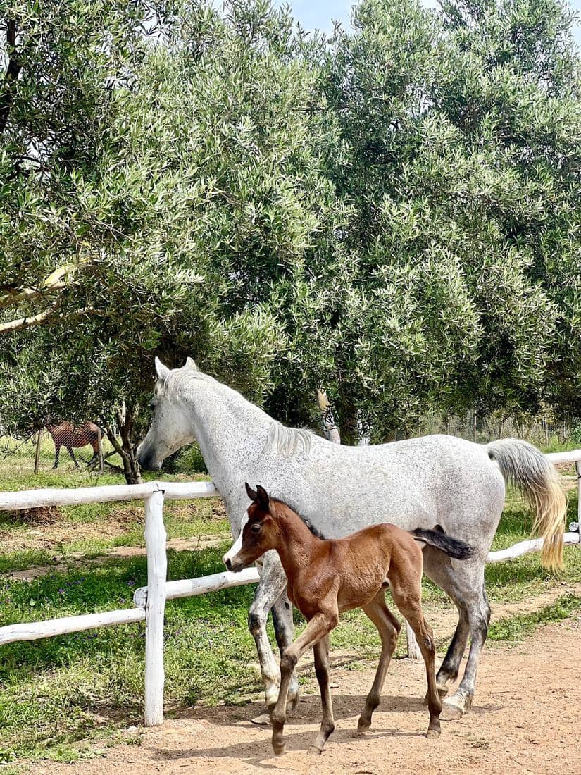 Une jument et son poulain dans le paddock de l'écurie