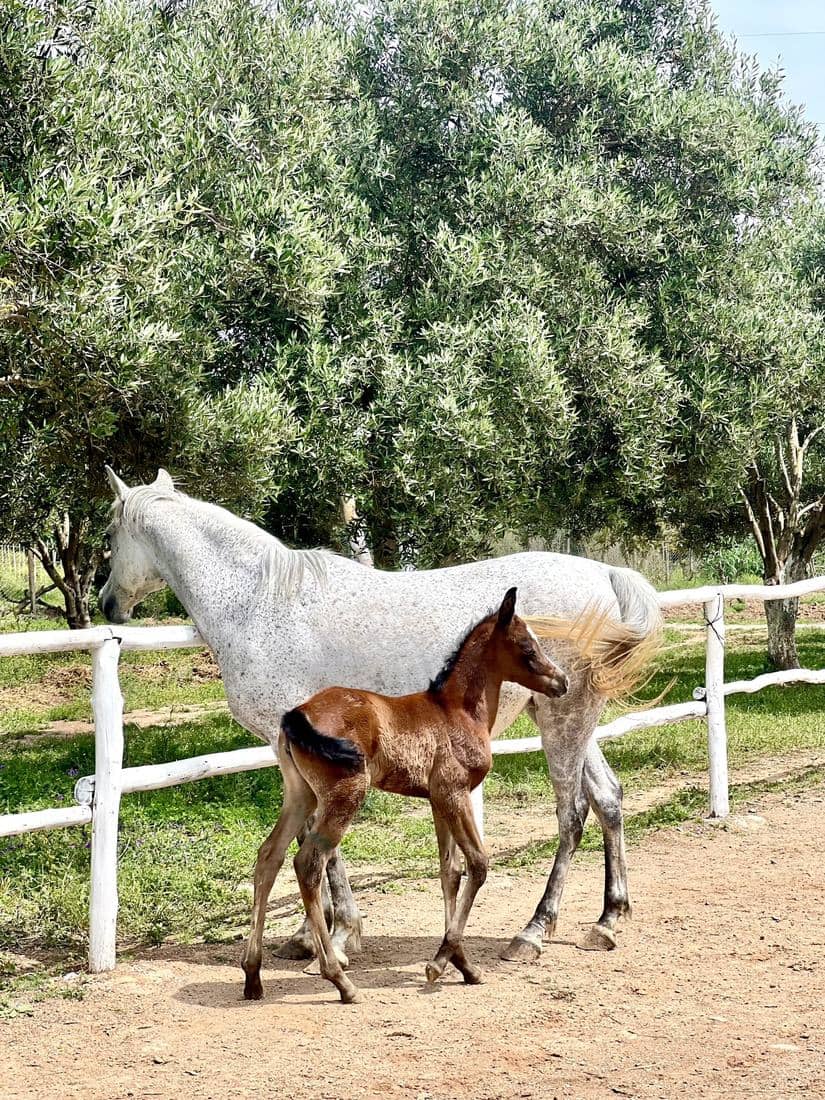 Une jument et son poulain dans le paddock de l'écurie