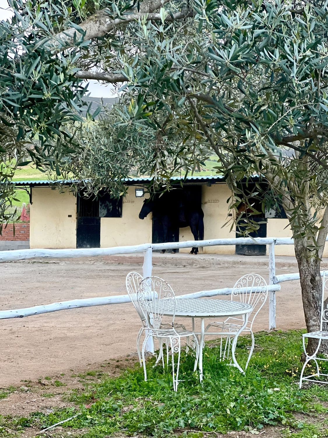 Les tables sous l'olivier, devant les boxes de l'écurie